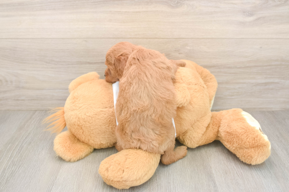 Cute Mini Goldendoodle Baby