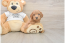 Best Mini Goldendoodle Baby