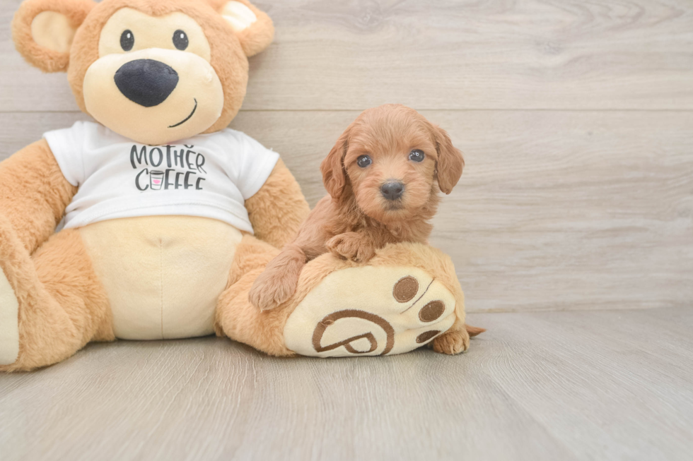 Best Mini Goldendoodle Baby