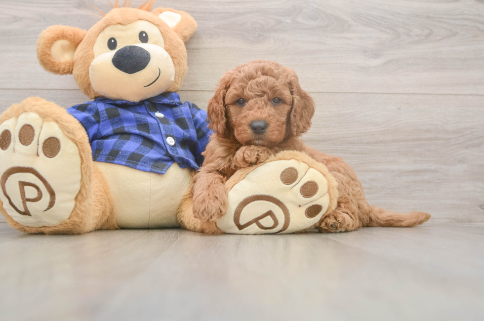 6 week old Mini Goldendoodle Puppy For Sale - Pilesgrove Pups