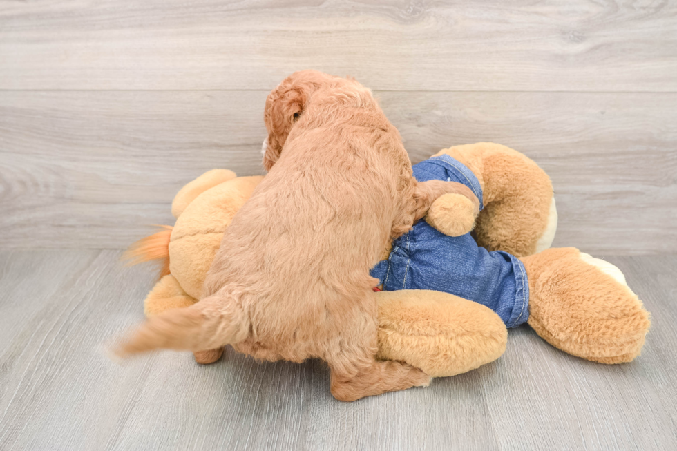Best Mini Goldendoodle Baby