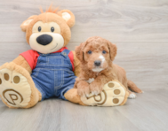 7 week old Mini Goldendoodle Puppy For Sale - Pilesgrove Pups