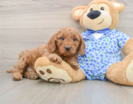 7 week old Mini Goldendoodle Puppy For Sale - Pilesgrove Pups