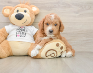 7 week old Mini Goldendoodle Puppy For Sale - Pilesgrove Pups