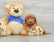 7 week old Mini Goldendoodle Puppy For Sale - Pilesgrove Pups