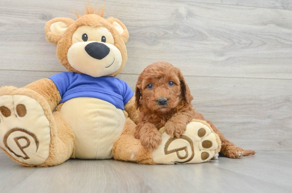 6 week old Mini Goldendoodle Puppy For Sale - Pilesgrove Pups