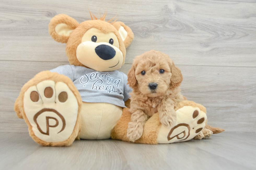 5 week old Mini Goldendoodle Puppy For Sale - Pilesgrove Pups