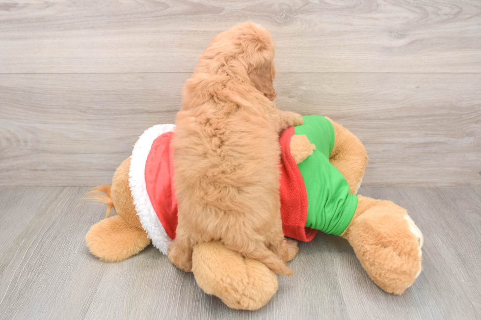 Funny Mini Goldendoodle Poodle Mix Pup