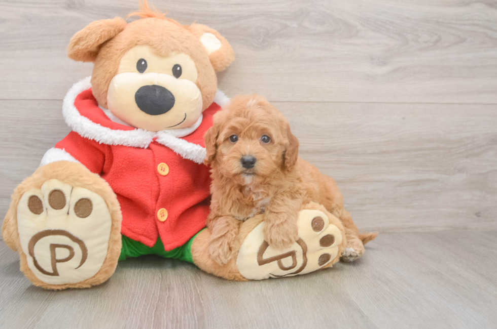 5 week old Mini Goldendoodle Puppy For Sale - Pilesgrove Pups