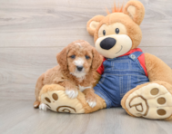 8 week old Mini Goldendoodle Puppy For Sale - Pilesgrove Pups