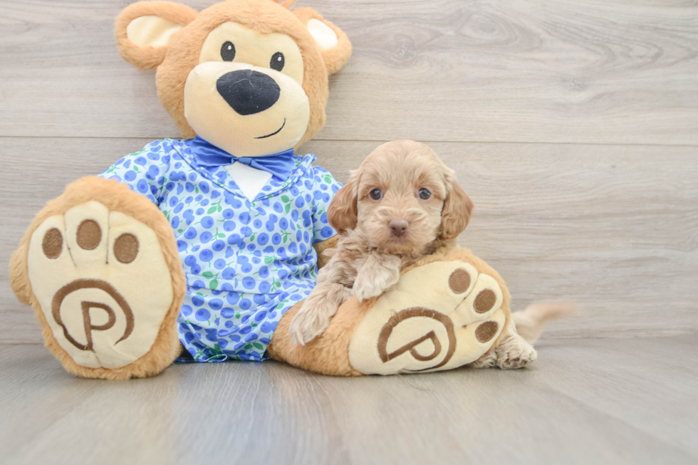 Smart Mini Goldendoodle Poodle Mix Pup