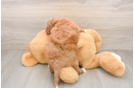 Best Mini Goldendoodle Baby