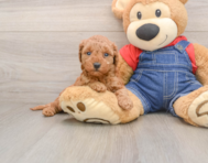 8 week old Mini Goldendoodle Puppy For Sale - Pilesgrove Pups
