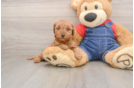 Petite Mini Goldendoodle Poodle Mix Pup