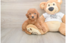 Cute Mini Goldendoodle Baby