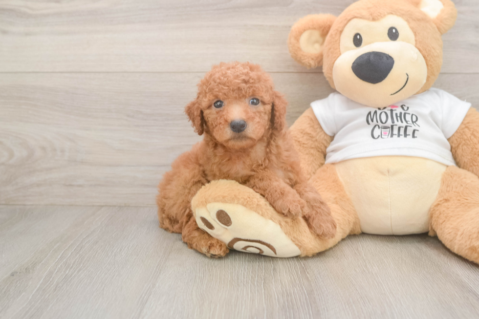 Cute Mini Goldendoodle Baby