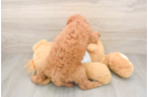 Mini Goldendoodle Puppy for Adoption