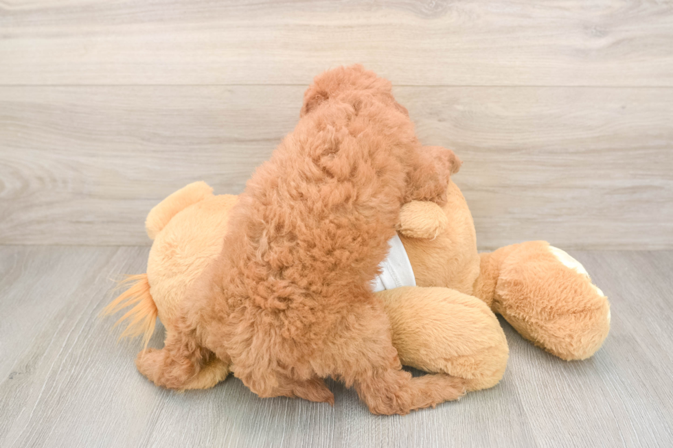 Mini Goldendoodle Puppy for Adoption