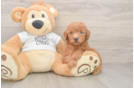 Playful Mini Groodle Poodle Mix Puppy