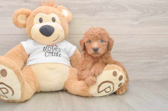 Playful Mini Groodle Poodle Mix Puppy