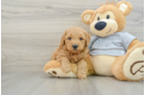 Mini Goldendoodle Puppy for Adoption