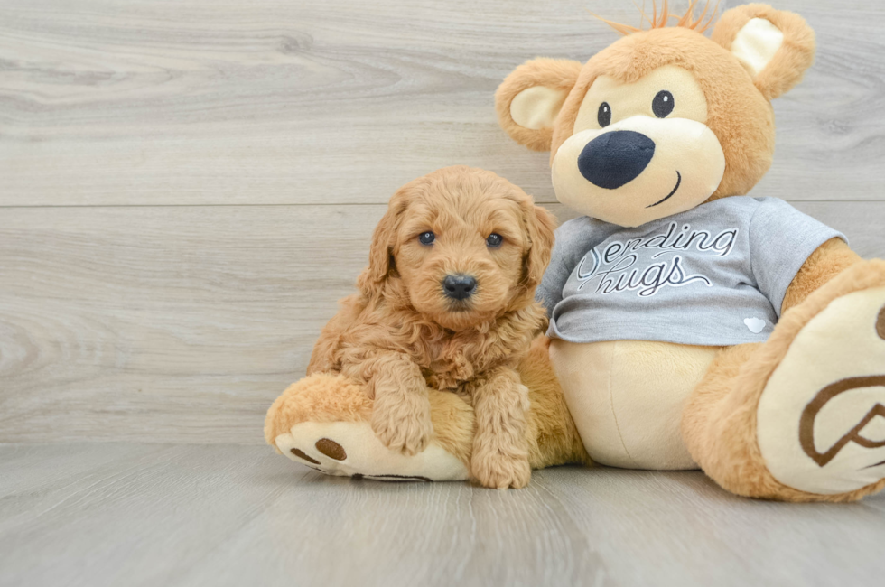 5 week old Mini Goldendoodle Puppy For Sale - Pilesgrove Pups