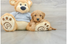 Mini Goldendoodle Pup Being Cute