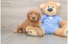 Mini Goldendoodle Pup Being Cute