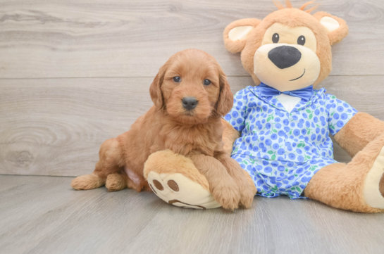 Mini Goldendoodle Pup Being Cute