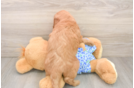 Playful Mini Groodle Poodle Mix Puppy