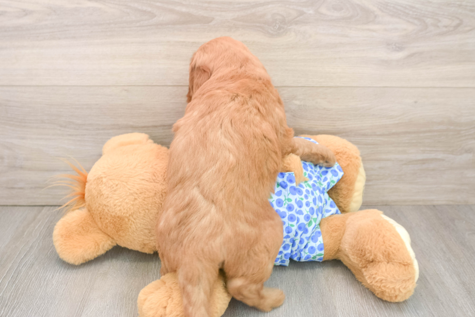 Playful Mini Groodle Poodle Mix Puppy
