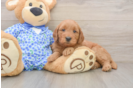 Sweet Mini Goldendoodle Baby