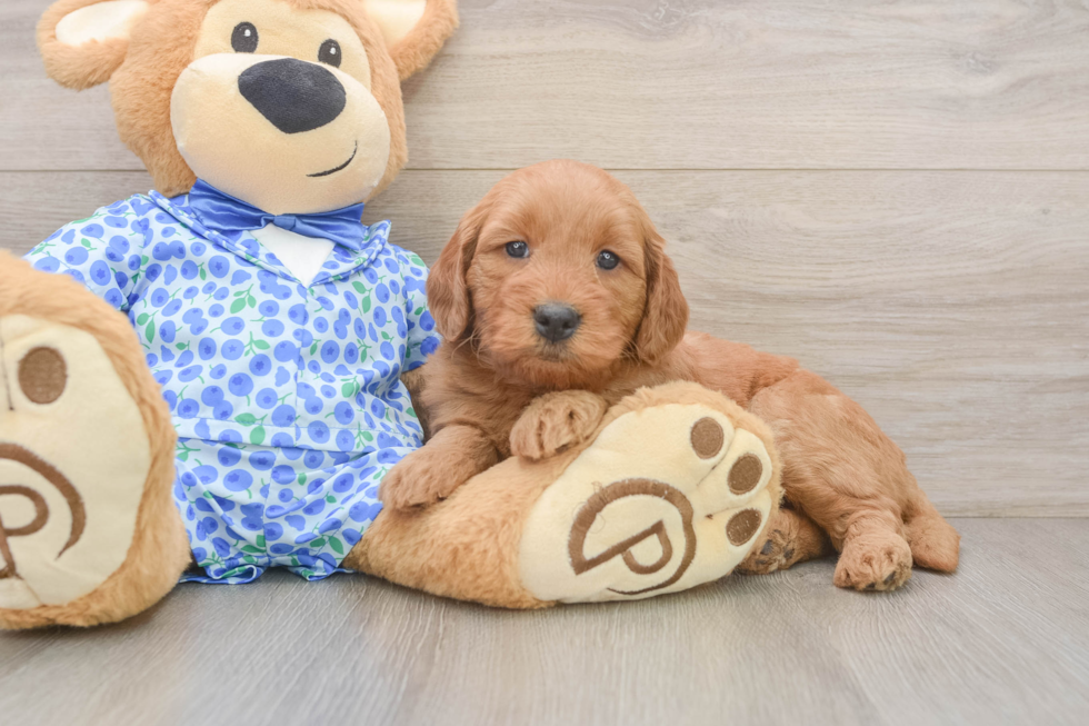 Sweet Mini Goldendoodle Baby