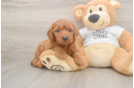 Cute Mini Goldendoodle Baby