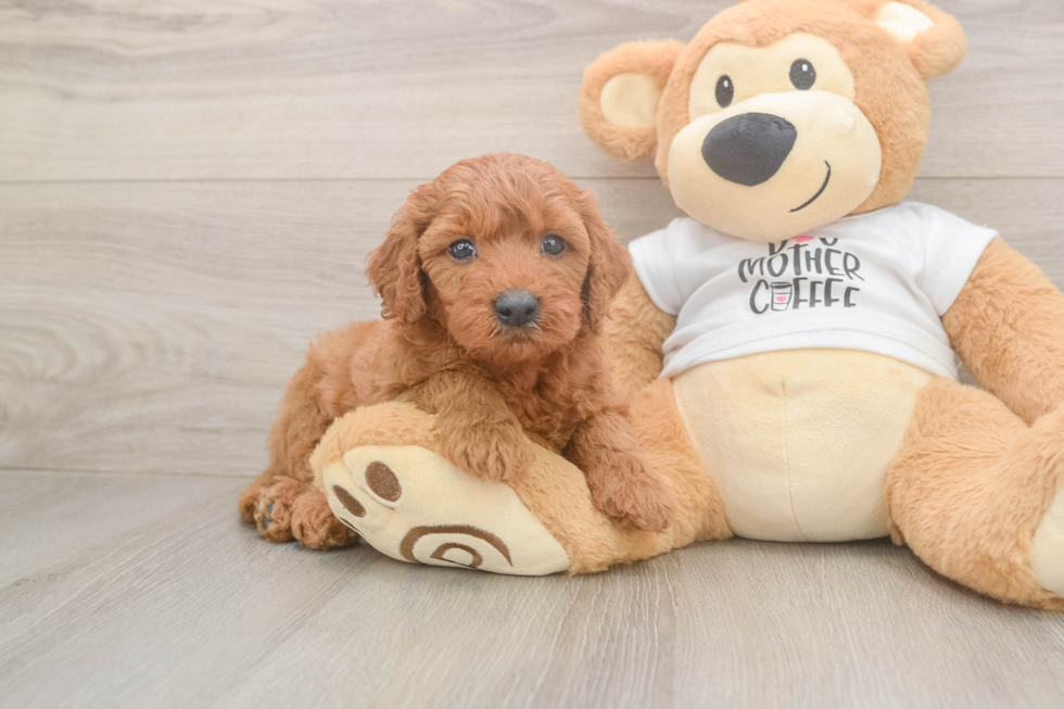 Cute Mini Goldendoodle Baby