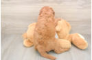 Mini Goldendoodle Pup Being Cute