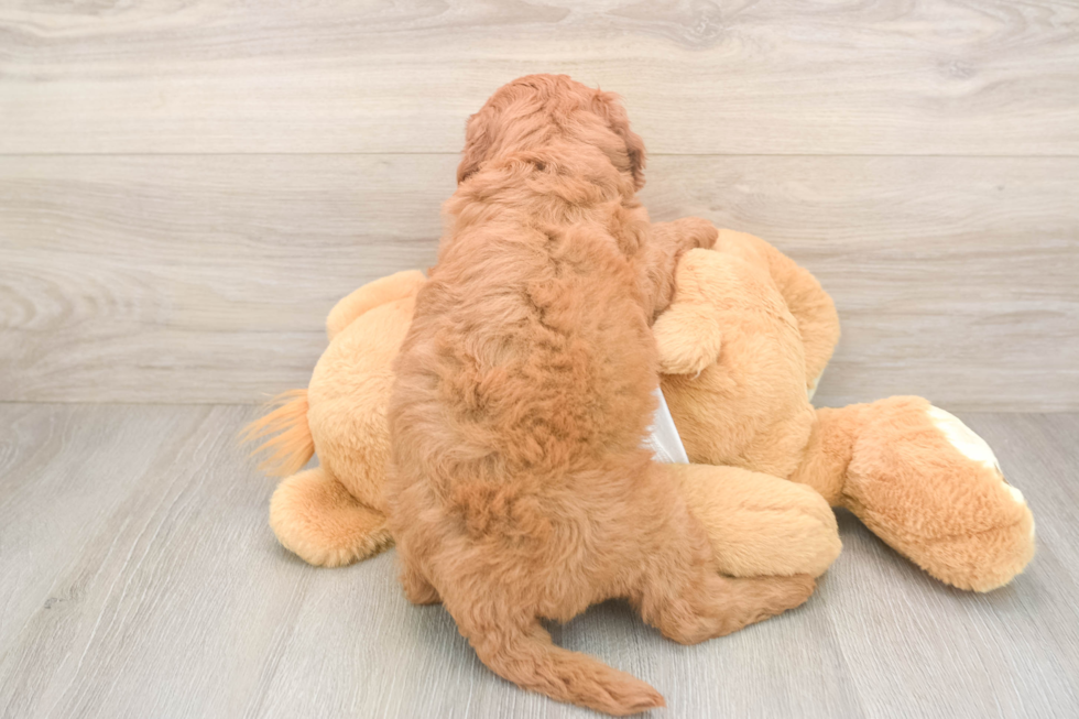 Mini Goldendoodle Pup Being Cute
