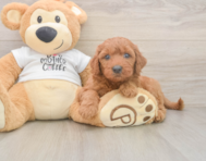 7 week old Mini Goldendoodle Puppy For Sale - Pilesgrove Pups