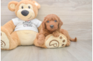 Smart Mini Goldendoodle Poodle Mix Pup