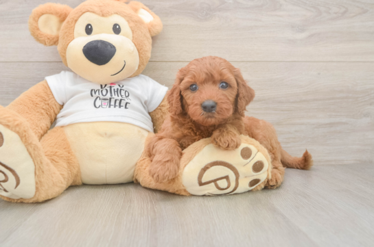 Smart Mini Goldendoodle Poodle Mix Pup