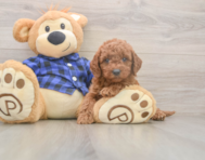 6 week old Mini Goldendoodle Puppy For Sale - Pilesgrove Pups