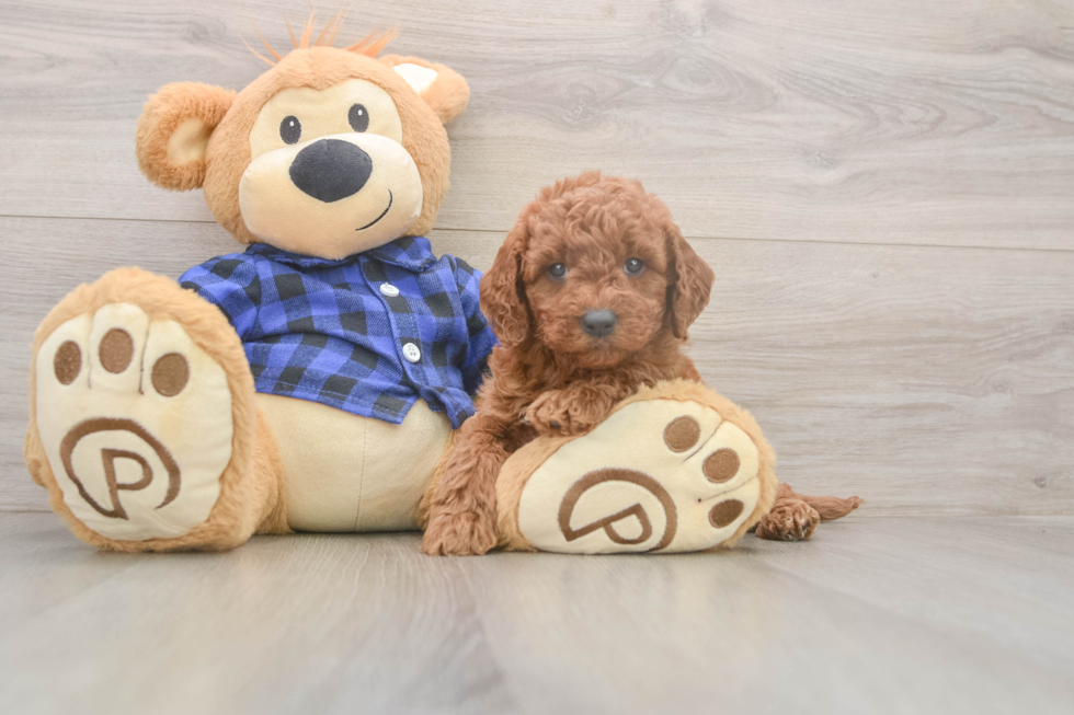 Mini Goldendoodle Pup Being Cute
