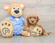 6 week old Mini Goldendoodle Puppy For Sale - Pilesgrove Pups