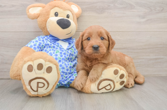 Fluffy Mini Goldendoodle Poodle Mix Pup