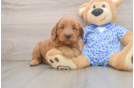 Petite Mini Goldendoodle Poodle Mix Pup