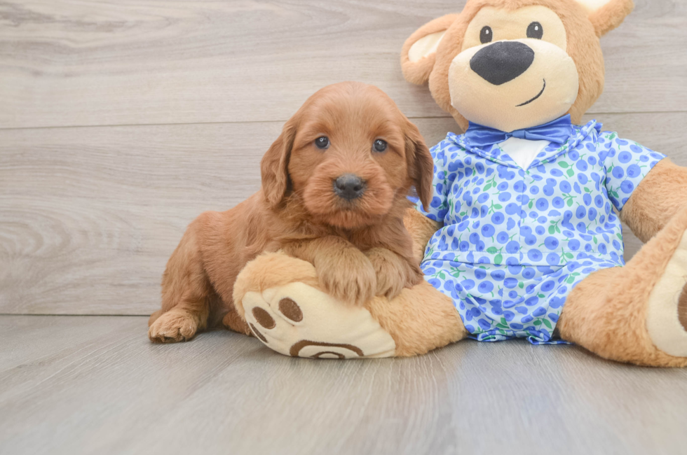 6 week old Mini Goldendoodle Puppy For Sale - Pilesgrove Pups