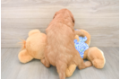 Happy Mini Goldendoodle Baby