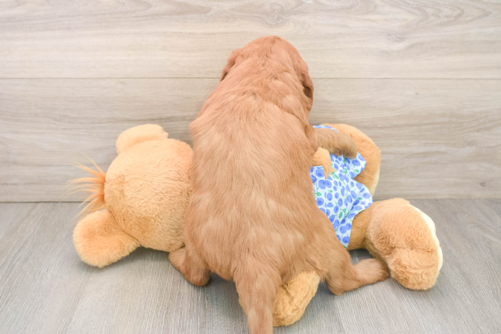 Happy Mini Goldendoodle Baby