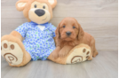 Popular Mini Goldendoodle Poodle Mix Pup