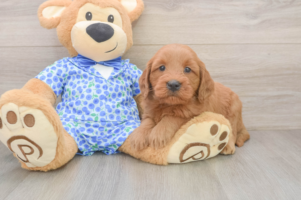 Popular Mini Goldendoodle Poodle Mix Pup